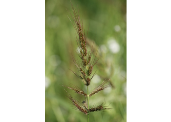 Acker- Hühnerhirse (Echinochloa crus-galli (L.) P. Beauv.) - © Emanuel Trummer